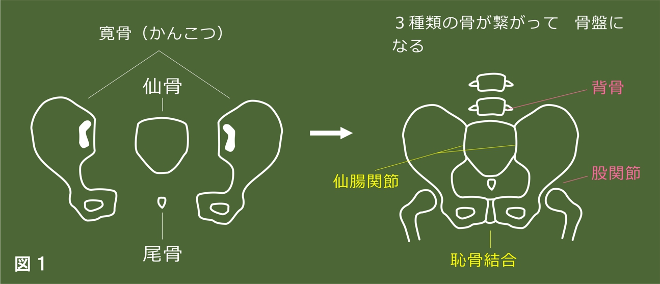 骨盤の構造。いくつかの骨のパーツがしっかりとつながっている。