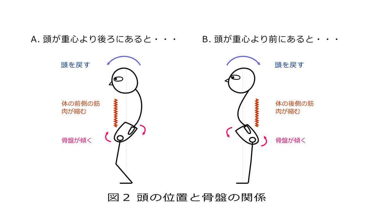 骨盤と姿勢の関係。頭の位置が大切です。